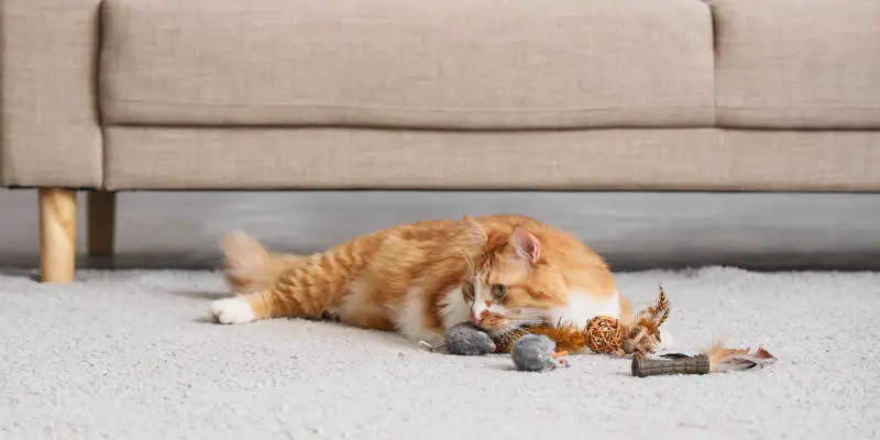 Cute tabby cat with toys lying on the floor at home